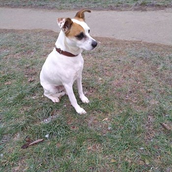 thumbnail petsitter Praha 10 or pet nanny for