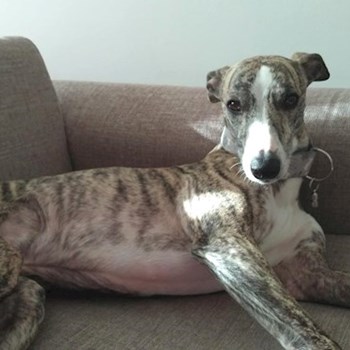  thumbnail petsitter praha or pet nanny for dogs 