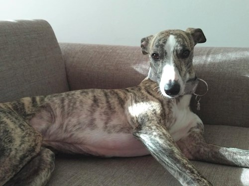 Martin- petsitter Praha 10 or Pet nanny for