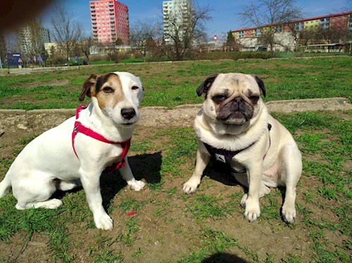 Martin- petsitter Praha 10 or Pet nanny for