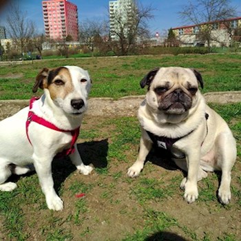 thumbnail petsitter Praha 10 or pet nanny for