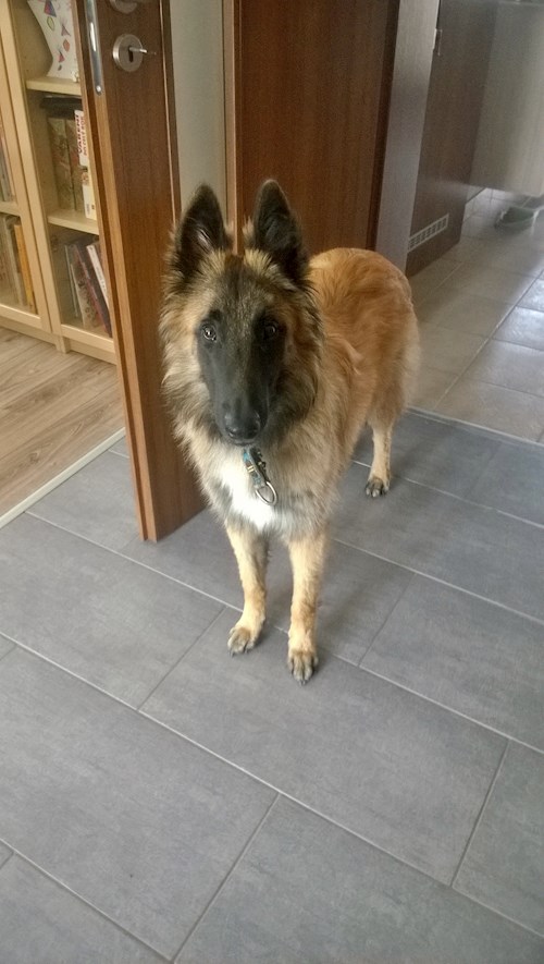 Adéla- petsitter Hradec Králové nebo Páníček pro psi kočky