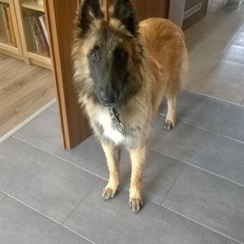 thumbnail petsitter Hradec Králové nebo páníček pro psi kočky