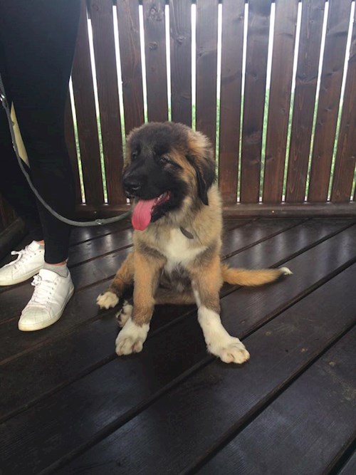 Bára- petsitter Průhonice nebo Páníček pro psi kočky