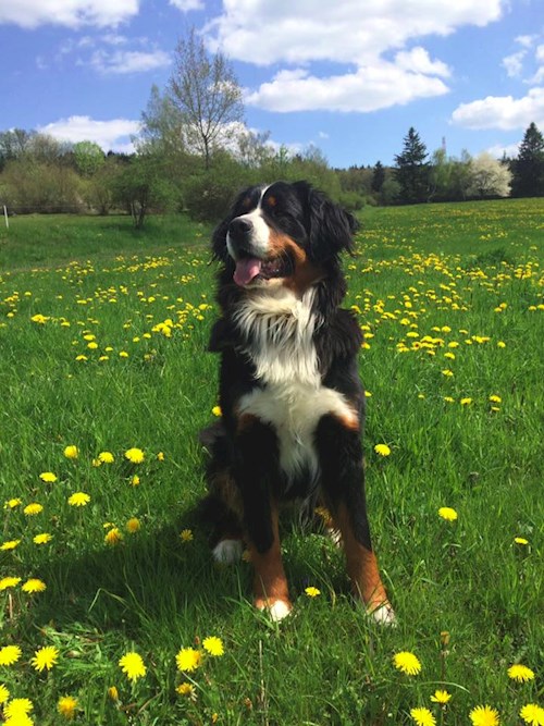 Bára- petsitter Průhonice nebo Páníček pro psi kočky