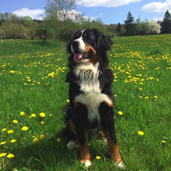 thumbnail petsitter Průhonice nebo páníček pro psi kočky