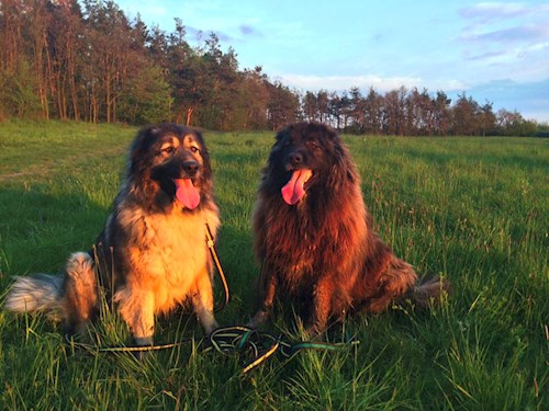 Bára- petsitter Průhonice nebo Páníček pro psi kočky