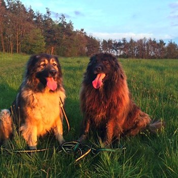 thumbnail petsitter Průhonice nebo páníček pro psi kočky