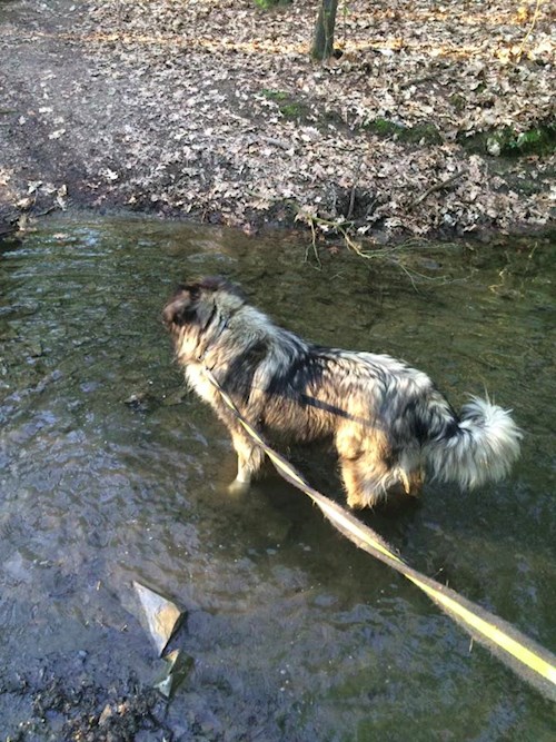 Bára- petsitter Průhonice nebo Páníček pro psi kočky