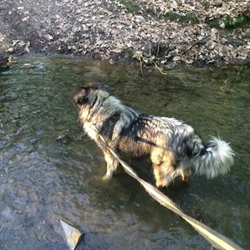 thumbnail petsitter Průhonice nebo páníček pro psi kočky