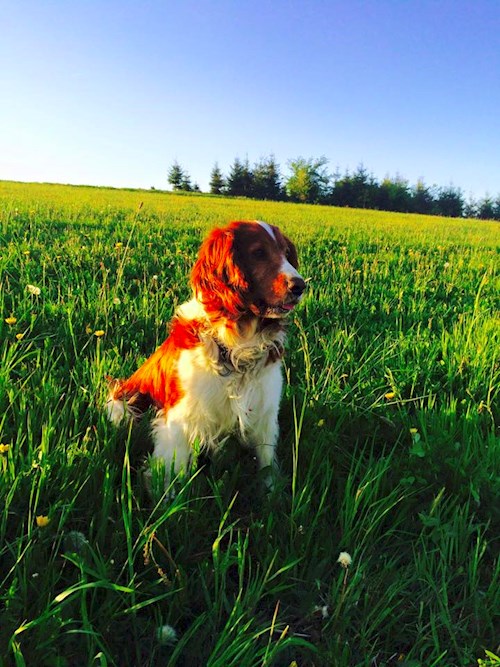 Bára- petsitter Průhonice nebo Páníček pro psi kočky
