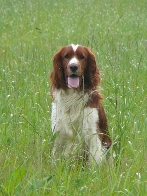 Bára- petsitter Průhonice nebo Páníček pro psi kočky