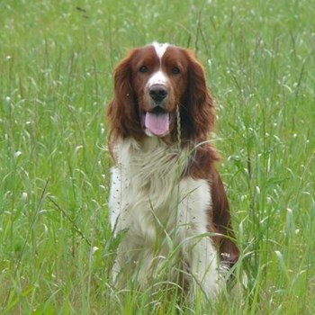 thumbnail petsitter Průhonice nebo páníček pro psi kočky