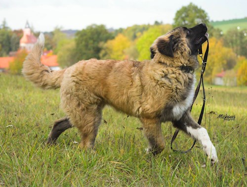 Bára- petsitter Průhonice nebo Páníček pro psi kočky