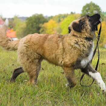 thumbnail petsitter Průhonice nebo páníček pro psi kočky