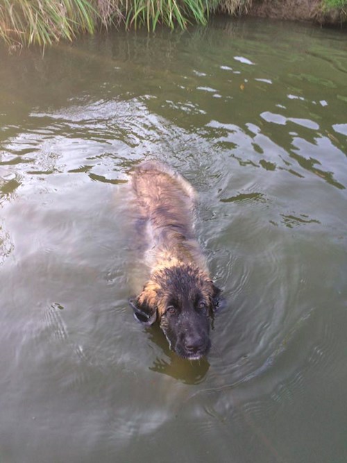 Bára- petsitter Průhonice nebo Páníček pro psi kočky
