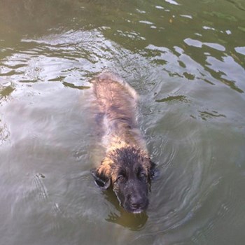 thumbnail petsitter Průhonice nebo páníček pro psi kočky