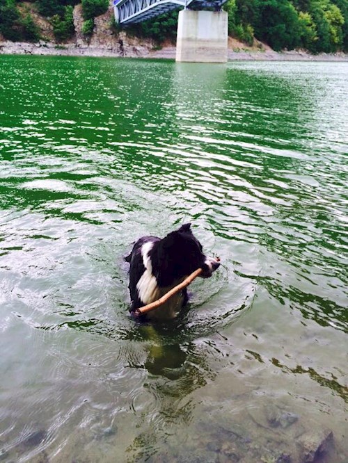 Bára- petsitter Průhonice nebo Páníček pro psi kočky