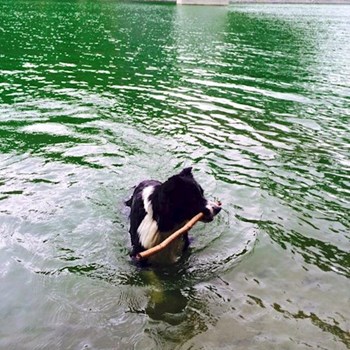 thumbnail petsitter Průhonice nebo páníček pro psi kočky