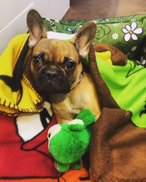 Bára- petsitter Průhonice nebo Páníček pro psi kočky