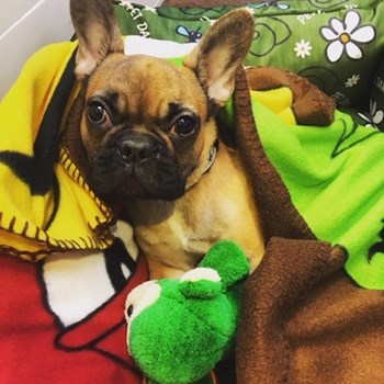 thumbnail petsitter Průhonice nebo páníček pro psi kočky