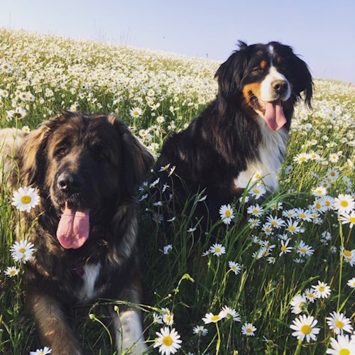 Bára- petsitter Průhonice nebo Páníček pro psi kočky