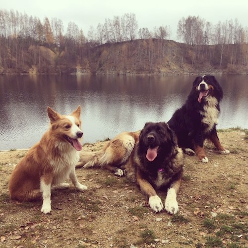 Bára- petsitter Průhonice nebo Páníček pro psi kočky