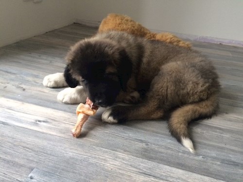 Bára- petsitter Průhonice nebo Páníček pro psi kočky