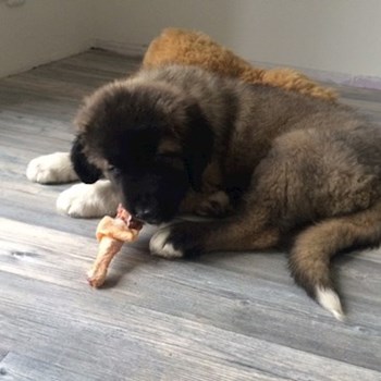 thumbnail petsitter Průhonice nebo páníček pro psi kočky