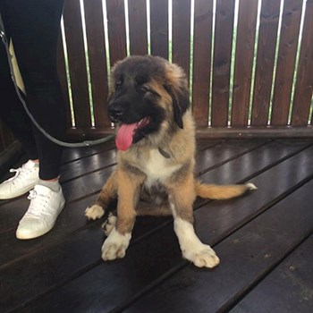 thumbnail petsitter Průhonice nebo páníček pro psi kočky