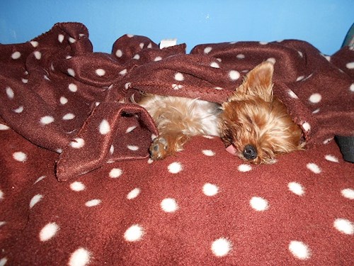 Lucie- petsitter Karviná or Pet nanny for dogs cats