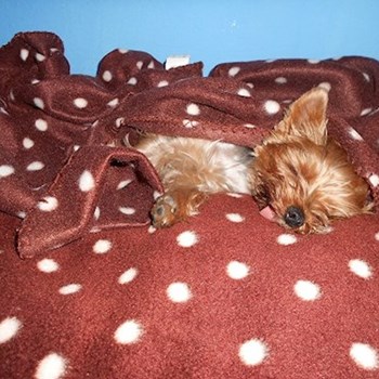 thumbnail petsitter Karviná or pet nanny for dogs cats