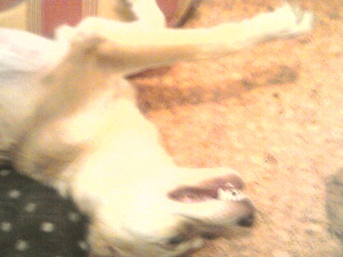 Lucie- petsitter Karviná or Pet nanny for dogs cats