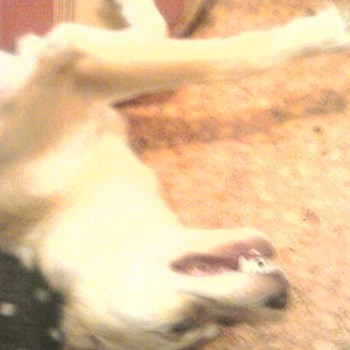 thumbnail petsitter Karviná or pet nanny for dogs cats