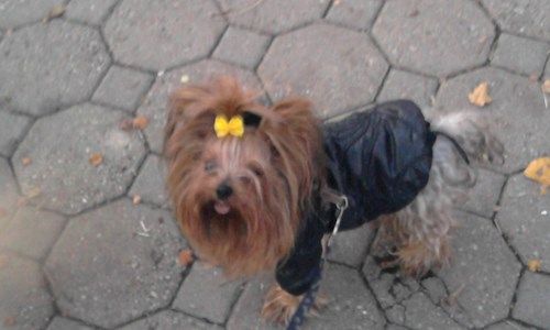 Lucie- petsitter Karviná or Pet nanny for dogs cats