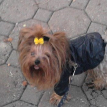 thumbnail petsitter Karviná or pet nanny for dogs cats