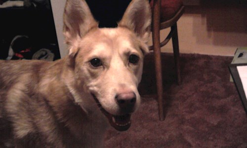 Lucie- petsitter Karviná or Pet nanny for dogs cats