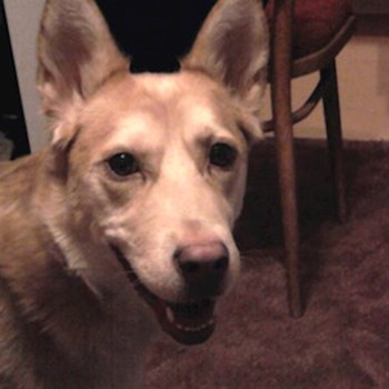 thumbnail petsitter Karviná or pet nanny for dogs cats