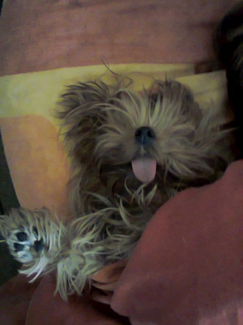 Lucie- petsitter Karviná or Pet nanny for dogs cats