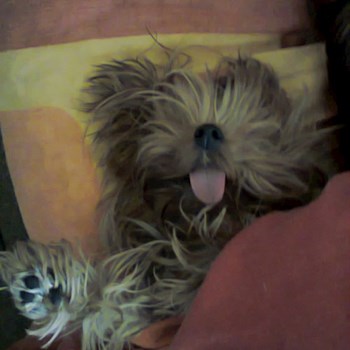 thumbnail petsitter Karviná or pet nanny for dogs cats