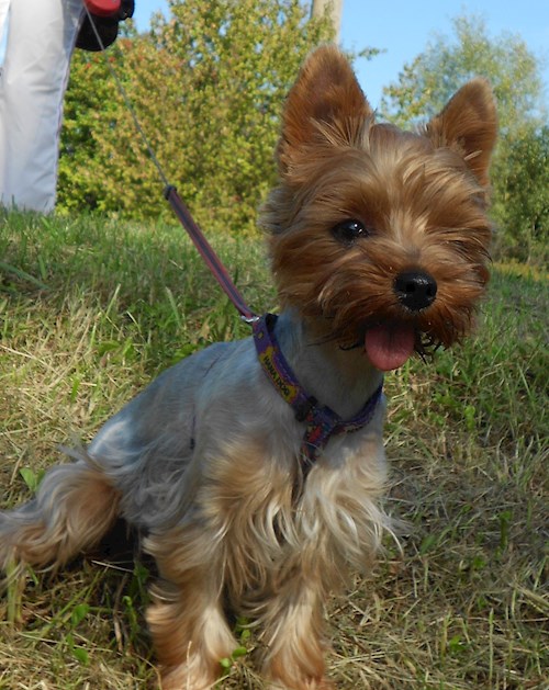 Lucie- petsitter Karviná or Pet nanny for dogs cats