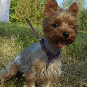 thumbnail petsitter Karviná or pet nanny for dogs cats