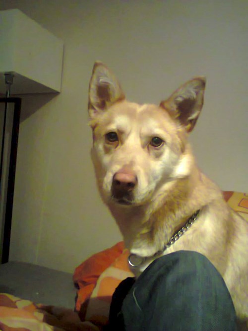 Lucie- petsitter Karviná or Pet nanny for dogs cats