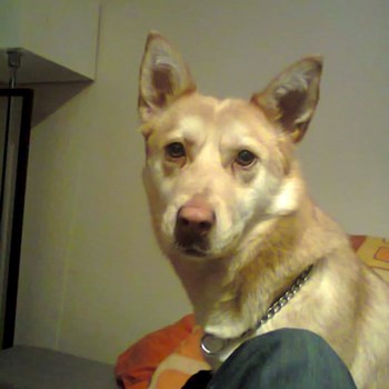 thumbnail petsitter Karviná or pet nanny for dogs cats