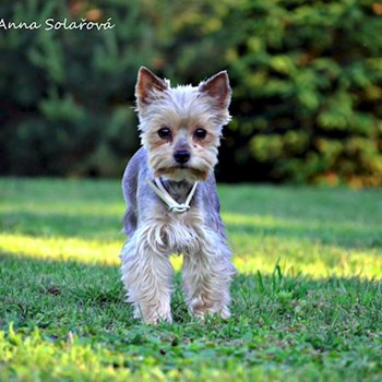 thumbnail petsitter Vizovice or pet nanny for dogs