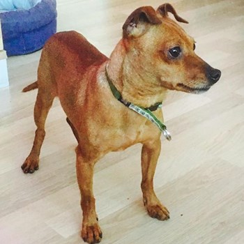 thumbnail petsitter Vizovice or pet nanny for dogs