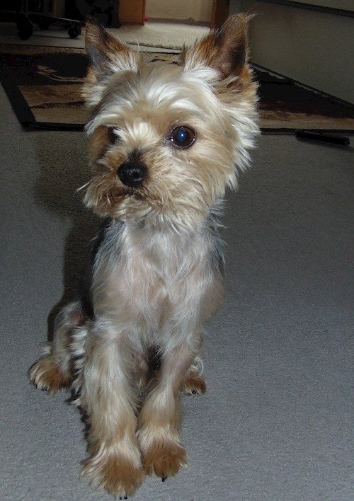 Andrea- petsitter Brno nebo Páníček pro psi