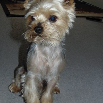 thumbnail petsitter Brno nebo páníček pro psi