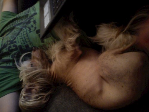 Andrea- petsitter Brno nebo Páníček pro psi