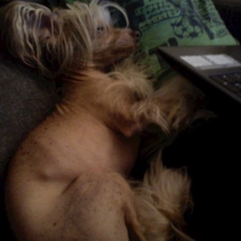 thumbnail petsitter Brno nebo páníček pro psi